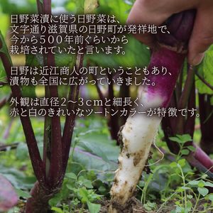 日野菜漬 セット (各種計6パック入り） 漬物