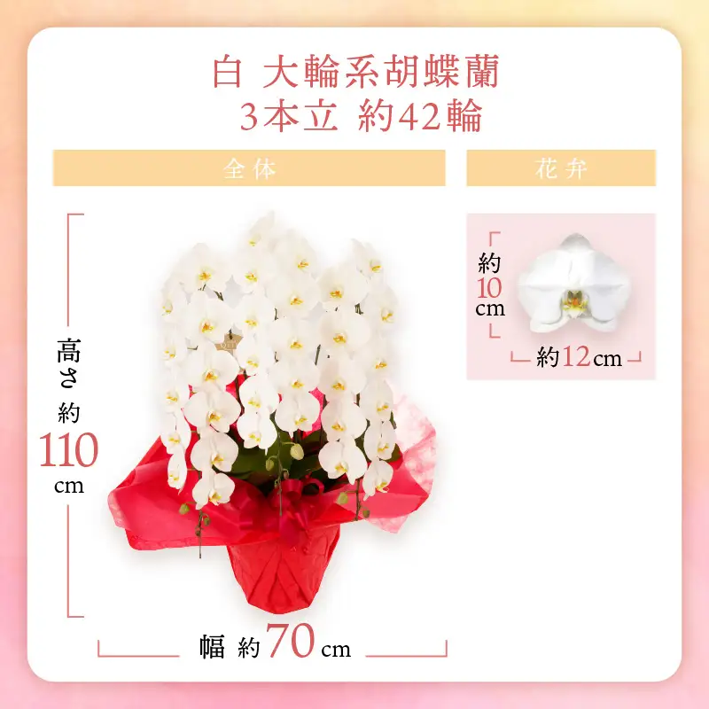 胡蝶蘭 白大輪3本立 42輪【008B-010】