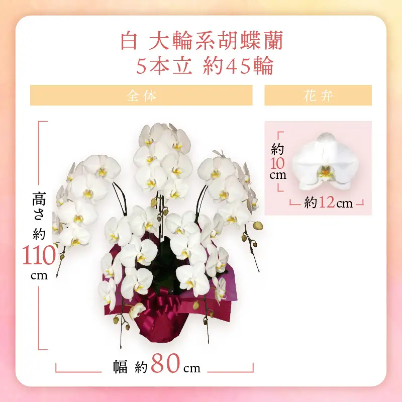 胡蝶蘭 白大輪5本立 45輪【008B-012】