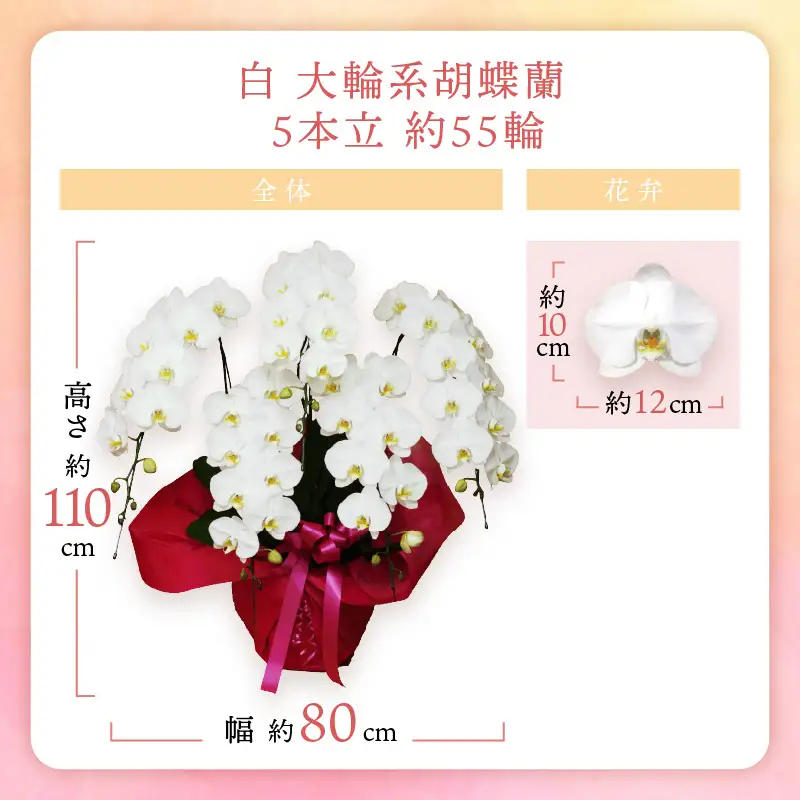 胡蝶蘭 白大輪5本立 55輪【008A-005】