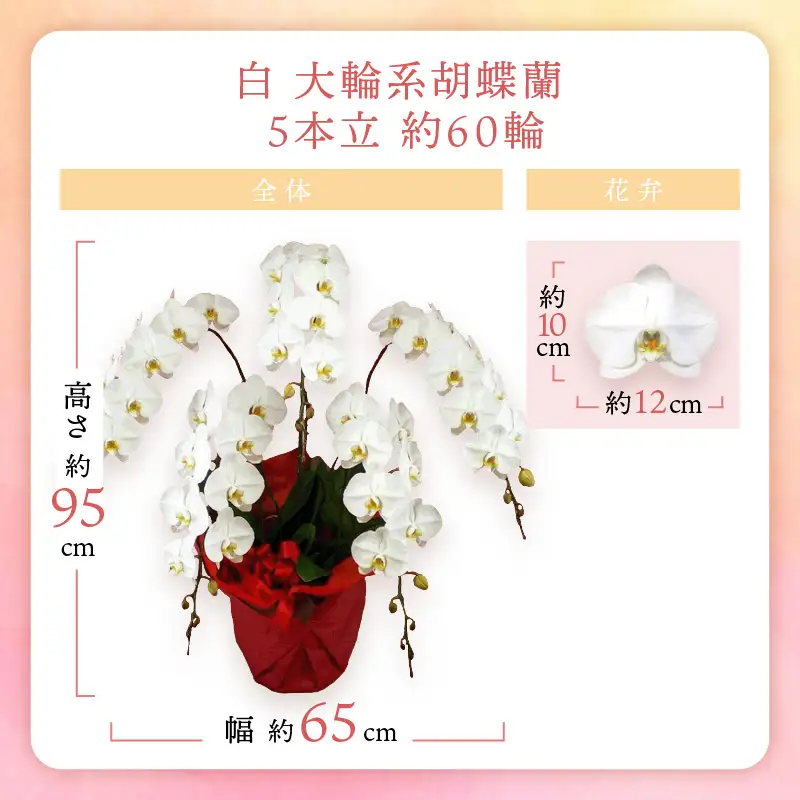 胡蝶蘭 白大輪5本立 60輪【008A-006】