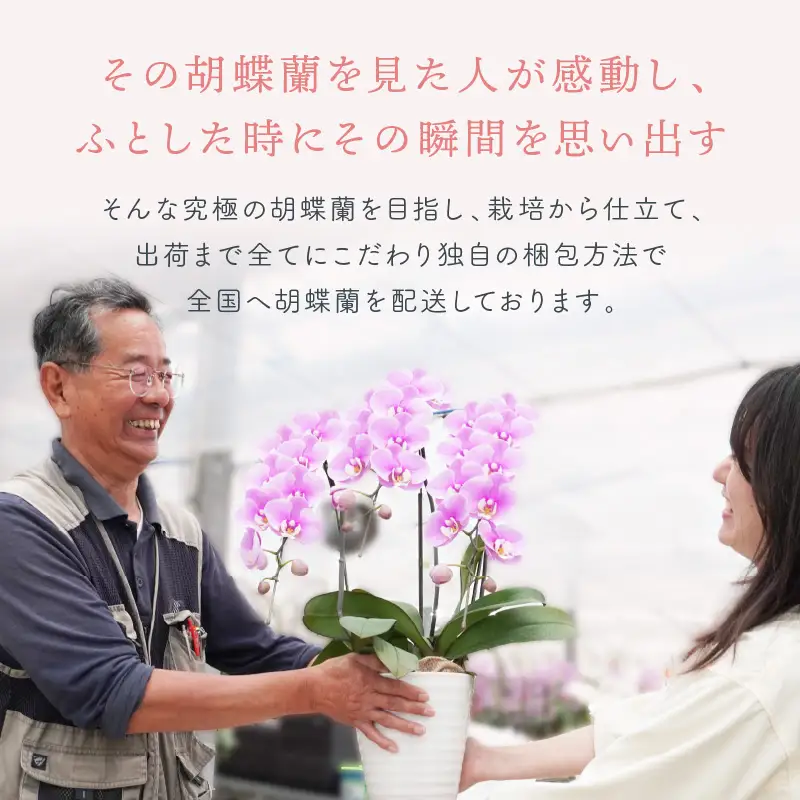 胡蝶蘭 白大輪2本立 20輪【008C-003】