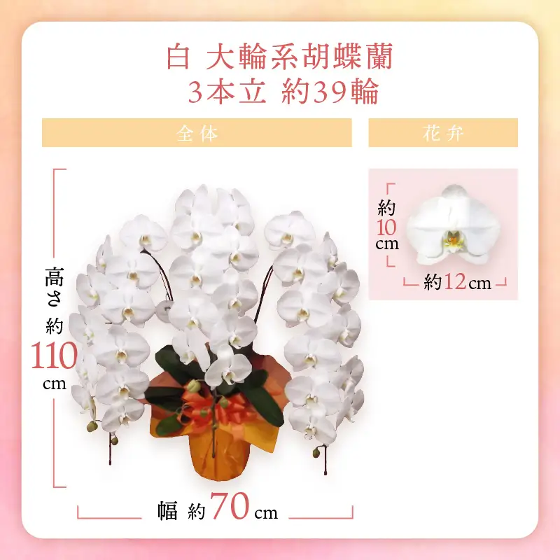 胡蝶蘭 白大輪3本立 39輪【008B-009】