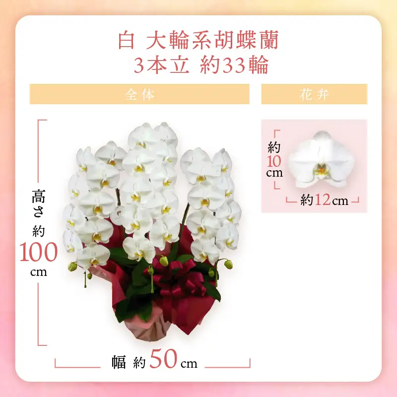 胡蝶蘭 白大輪3本立 33輪【008B-008】