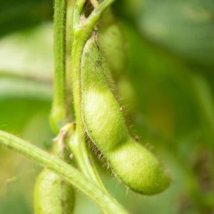 【冷凍なのでいつでも！】丹波篠山市産「丹波黒」枝豆 1ｋｇ（500g2袋） BA54 プレミアム枝豆 日本三大枝豆 丹波篠山黒枝豆 大粒 丹波 黒豆 丹波黒 黒大豆 濃厚 美味しい 旬 ご当地 お取り寄せ グルメ 冷凍配送 冷凍食品