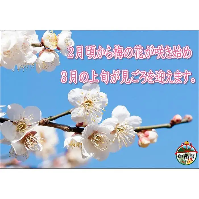 【家庭用】紀州南高梅　うす塩味梅　1.2kg