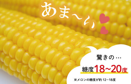 朝採れ とうもろこし スイートコーン 3Lサイズ キャンプ BBQ 人気 トウモロコシ 生 野菜 産地直送 朝どれ 甘い 期間限定 国産 旬 夏野菜