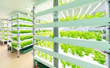 倉敷産 低カリウム レタス 8パックセット【野菜 レタス パックセット 栄養 岡山県 倉敷市 おすすめ 人気】