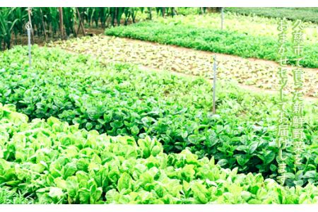 【安全・安心・産直直送！】季節の野菜詰め合わせ（おまかせセット）