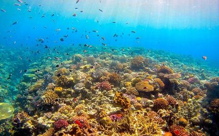 サンゴと生き物の楽園！魅力いっぱい恩納村ファンダイビング（2DIVE）1名様 