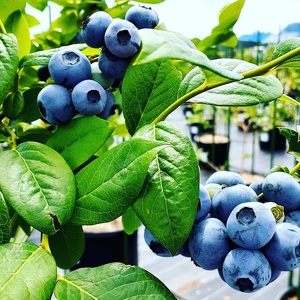 【2026年先行予約】大きく甘い、完熟ハイブッシュブルーベリー 500g（250g×2パック） ベリー [h186001]