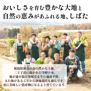 先行予約 野菜 果物 10～13種類 詰め合わせセット 野菜 野菜 新潟 野菜 野菜 C16_01