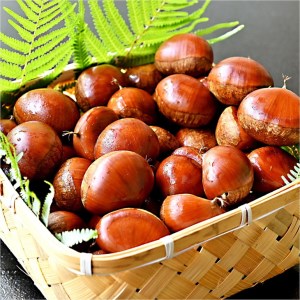 丹波栗 Lサイズ 1.2kg ＜丹波四季菜料理 宮本屋＞栗