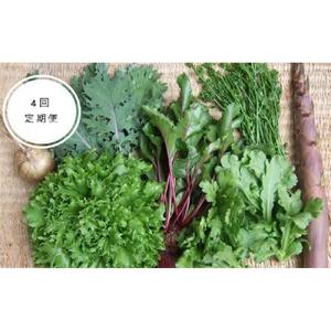 野菜［4回定期便］ 旬の「固定種」野菜 バイオダイナミック農業  7品目前後（7月～10月のお届け）冷蔵配送