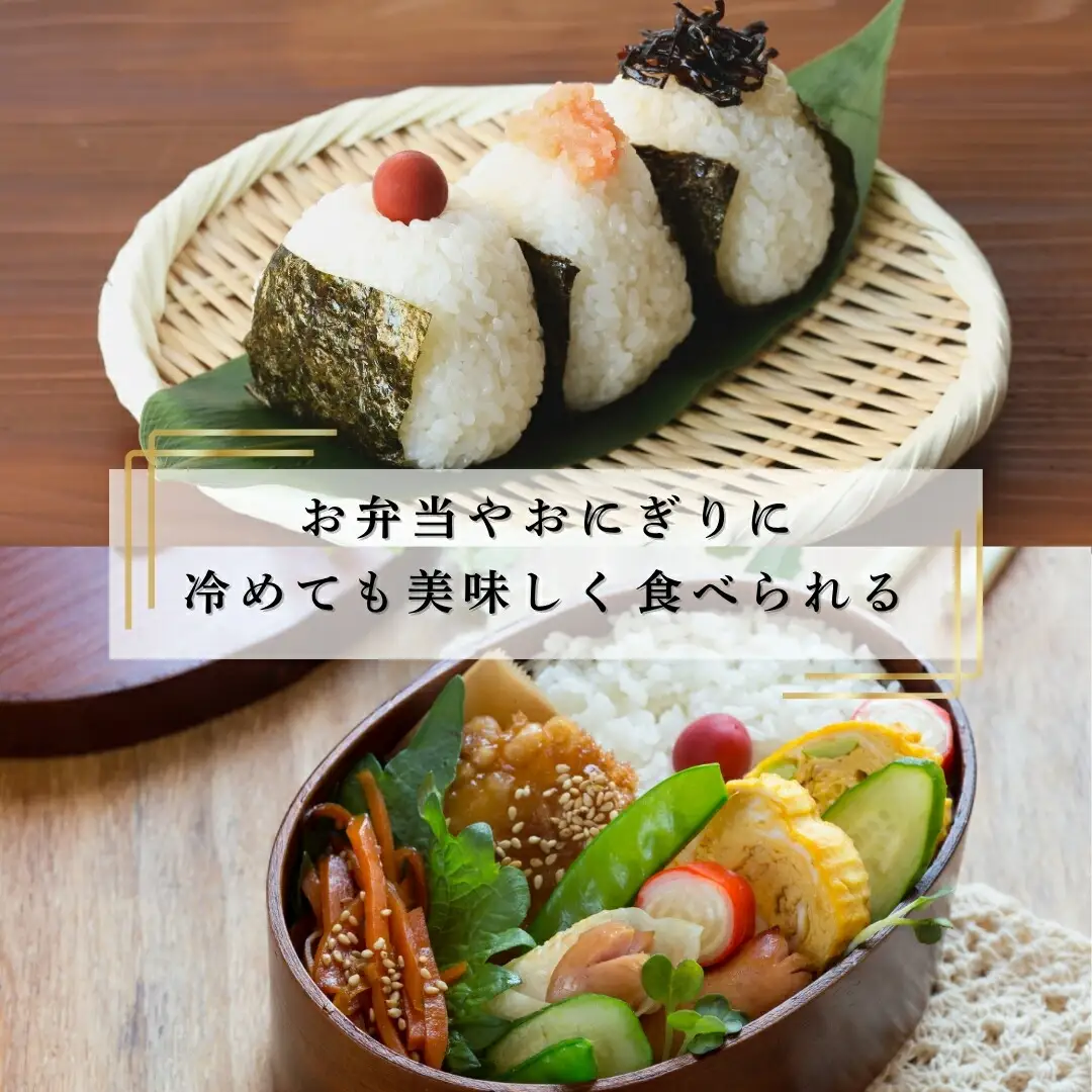コシヒカリ 精米 5kg 令和7年産 |コシヒカリ 5kg