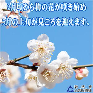 【0917-4】【家庭用】紀州南高梅　白干梅　1.2ｋｇ