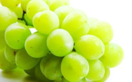 A8 【2026年9月中に順次発送予定】シャインマスカット 約1.2kg マスカット ぶどう 葡萄