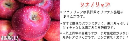 りんご シナノリップ 秀 ～ 特秀 5kg 渡辺農園 沖縄県への配送不可 2026年8月中旬頃から2026年8月下旬頃まで順次発送予定 令和8年度収穫分 エコファーマー認定 減農薬栽培 長野県 飯綱町 [1019]