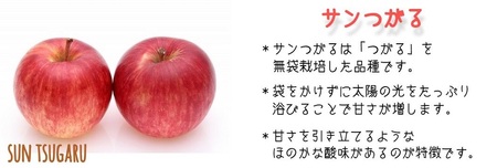 りんご サンつがる 家庭用 4.5kg 松橋りんご園 沖縄県への配送不可 2026年9月上旬頃から2026年9月中旬頃まで順次発送予定 令和8年度収穫分 フルーツ リンゴ 信州 長野県 飯綱町 [0823]