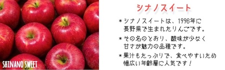 りんご シナノスイート 家庭用 5kg 松橋りんご園 沖縄県への配送不可 2026年10月上旬頃から2026年11月上旬頃まで順次発送予定 令和8年度収穫分 フルーツ リンゴ 信州 長野県 飯綱町 [0826]