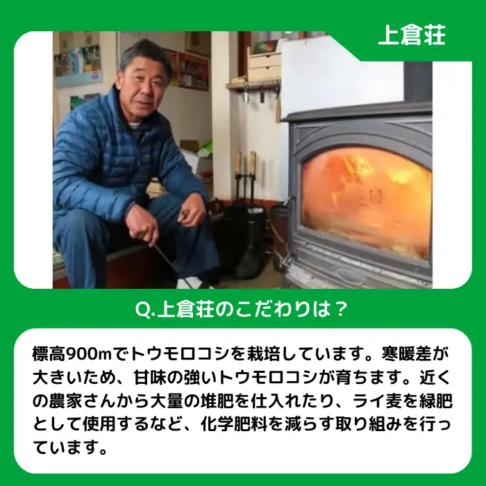 信州産 朝採り【 黄色 】 とうもろこし 8本 ～ 12本 ( 品種 おおもの ) 上倉荘 配送先は本州限定 2026年8月上旬頃から2026年9月中旬頃まで順次発送予定 信州 トウモロコシ コーン おおもの 野菜 黄色 イエロー 長野県 飯綱町 [0763]