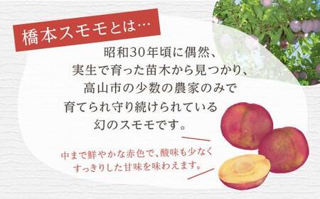 【先行予約 8月上旬～中旬発送】幻の希少品種 橋本スモモ 約2.5kg（35個前後入り）| 中玉 すもも プラム 果物 フルーツ 甘酸っぱい 希少 産地直送 旬 飛騨高山 山本果樹園 MA004