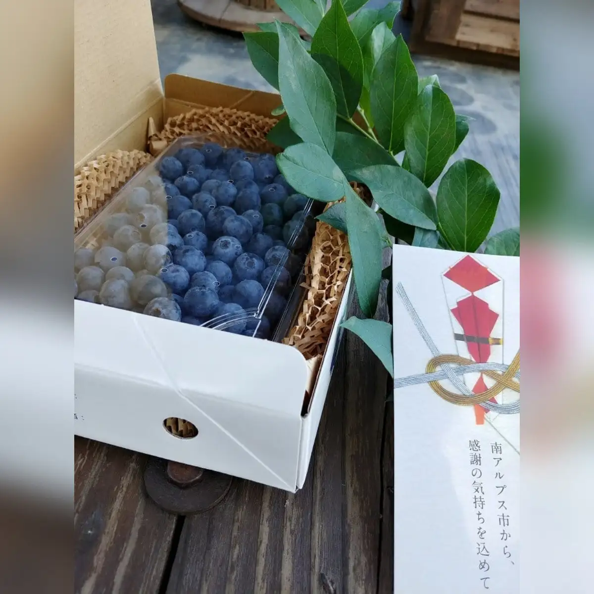【2026年発送先行予約】南アルプス市産 【農薬不使用】ごろっと大粒フレッシュブルーベリー 500g入り ALPBL002