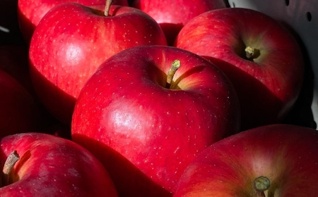 贈答用 紅玉 約 4.5kg 【2026年先行予約】 ｜ 外川果樹園 