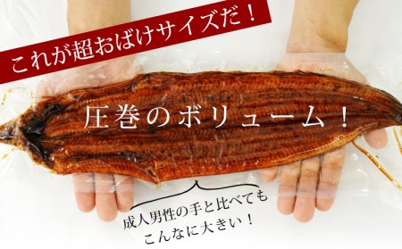 【定期便】三河産うなぎ「超おばけ蒲焼き2尾(合計500g以上)」×6回(隔月1回　1年間)・A134-120