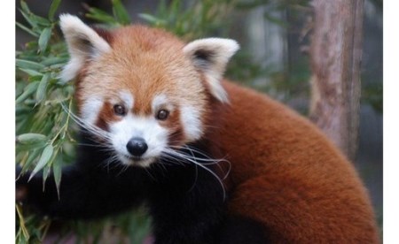 熱川バナナワニ園 入園 招待券 2枚 A004 ／ 熱帯 動植物園 チケット 静岡県 東伊豆町