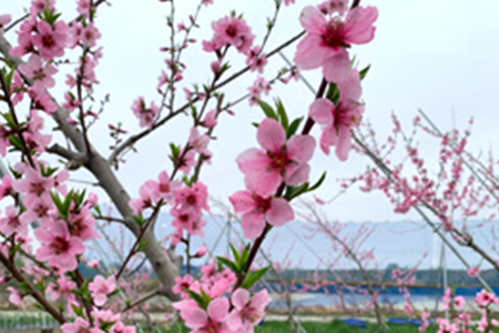 【2026年先行予約】新潟県産 桃 約2kg（約6〜8個）《7月中旬～お届け》