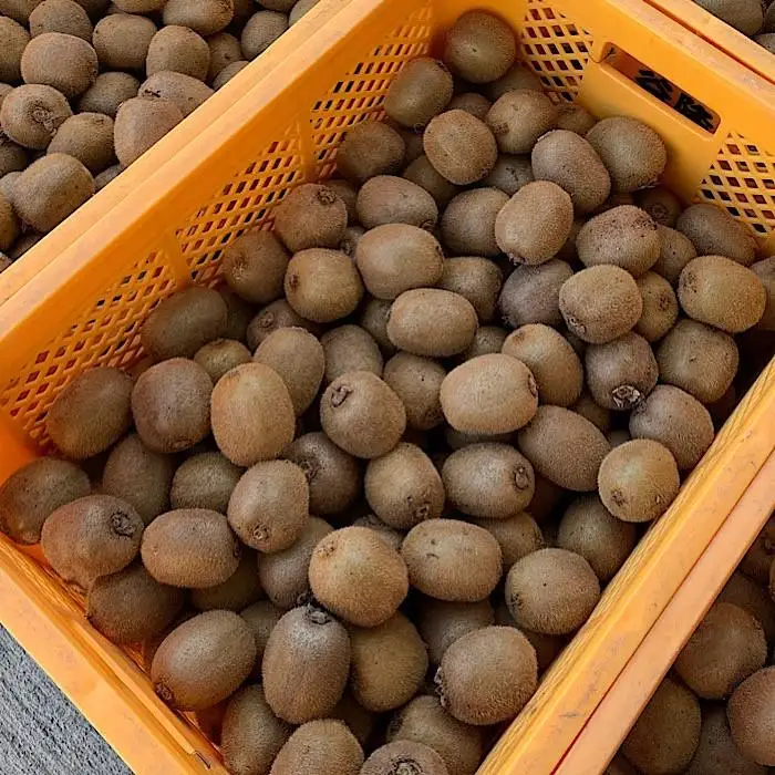 和歌山産 キウイフルーツ 約1.2kg 秀品 ［US62］