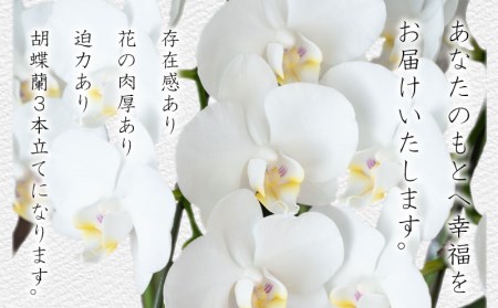 胡蝶蘭 3株 花 ギフト 記念日 お祝い 胡蝶蘭