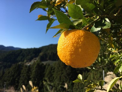 15-4 KAGYA JAPAN　エッセンシャルオイル【YUZU】（5ml×１本セット）