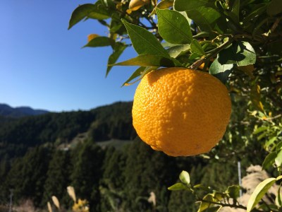 43-4 KAGYA JAPAN　エッセンシャルオイル【YUZU】（5ml×３本セット）