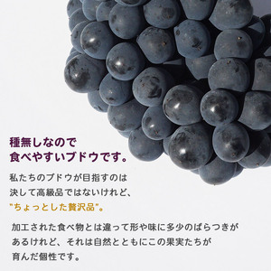 先行予約＜旬のブドウ「ベリーA」約2kg＞ 果物 フルーツ ぶどう 葡萄 甘い おいしい 期間限定 季節限定 食べて応援 特産品 愛媛県 西予市【冷蔵】『2026年8月中旬から9月上旬迄に順次出荷予定』URK0001