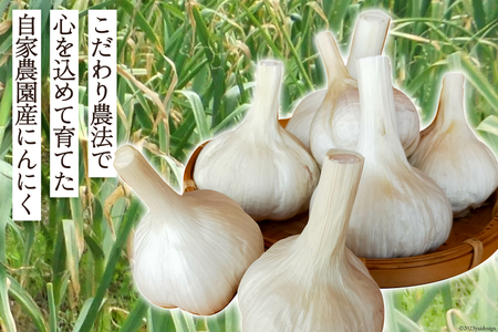 【期間限定発送】 にんにく 国産 500g [甲斐自然派農園 宮崎県 日向市 452060132]