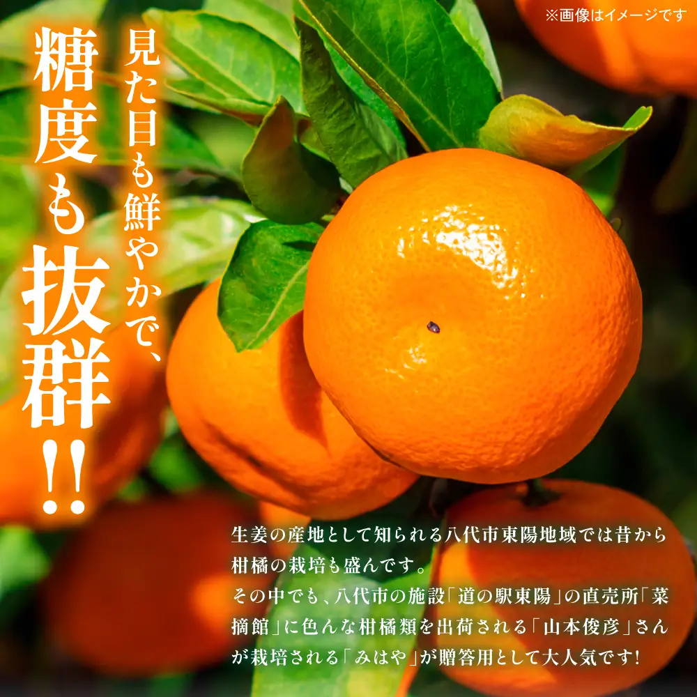 【先行予約】 みかん 八代市東陽産 山本さん家の「 みはや 」 5kg みかん【2026年12月上旬より順次発送】