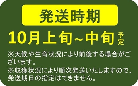 【先行予約】枝豆 肴豆 1.2kg（300g×4袋） 新潟県産 えだまめ 袋ごとレンジで加熱「重豆」【数量限定】[ZA079]
