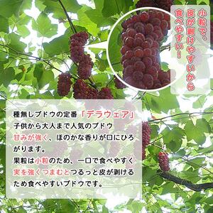 先行予約＜旬のブドウ 西予市産 デラウェア 約2kg＞ 果物 フルーツ ぶどう 葡萄 種無し たねなし 小粒 甘い おいしい 食べやすい 期間限定 季節限定 食べて応援 特産品 愛媛県 西予市【冷蔵】『2026年7月中旬から8月中旬迄に順次出荷予定』URK0005