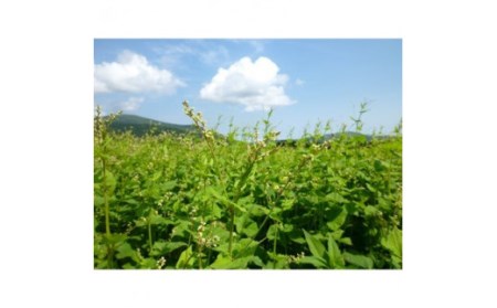 北海道雄武町産　韃靼そば乾麺(200g×10)【04109】