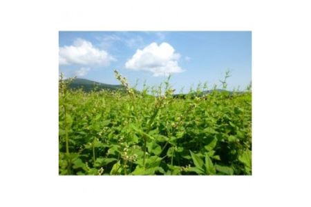 北海道雄武町産　韃靼そば茶(150g×2)【04103】