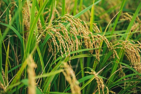 米 コシヒカリ 5kg 精米 愛媛県西条市産【令和7年産】