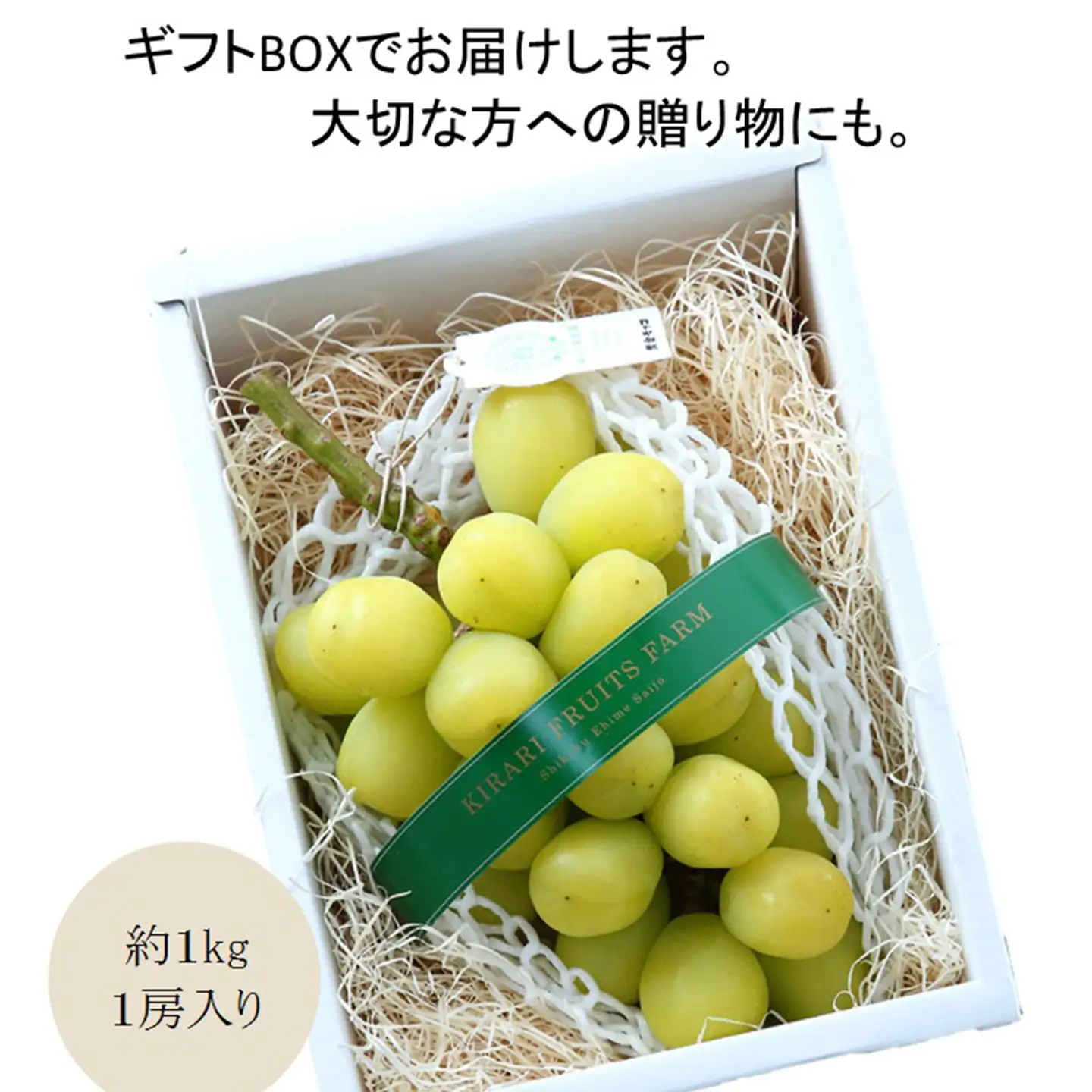 完熟朝摘み 超大粒ぶどう 黄金モッコ（雄宝） 1房（1㎏）【7月下旬～発送開始】　夏ぶどう