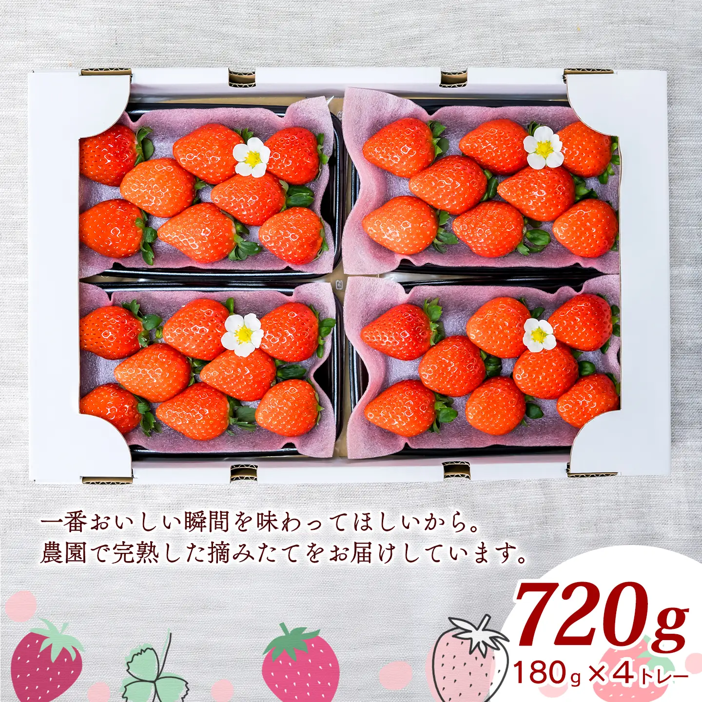 いちご 摘みたて完熟「ひのいちご」（約180ｇ×4トレー）11月下旬~4月発送