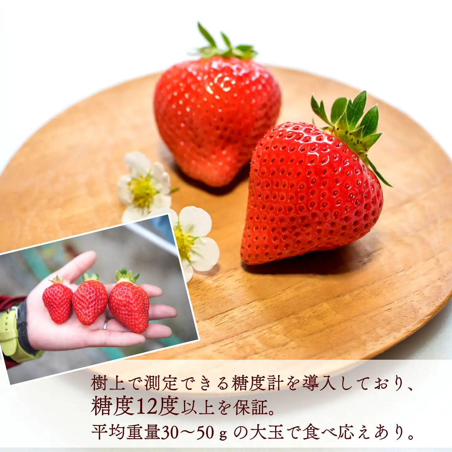 いちご 特選日野苺（約450g）～糖度12度以上を厳選～ 化粧箱　11月下旬~2月発送