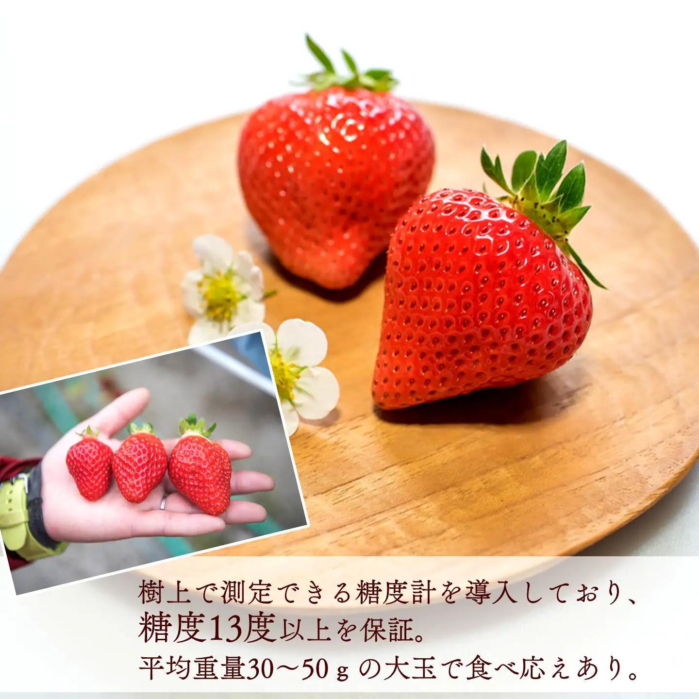 いちご 特選日野苺「煌（きらめき）」（約450g）～糖度13度以上を厳選～ 化粧箱　11月下旬~2月発送