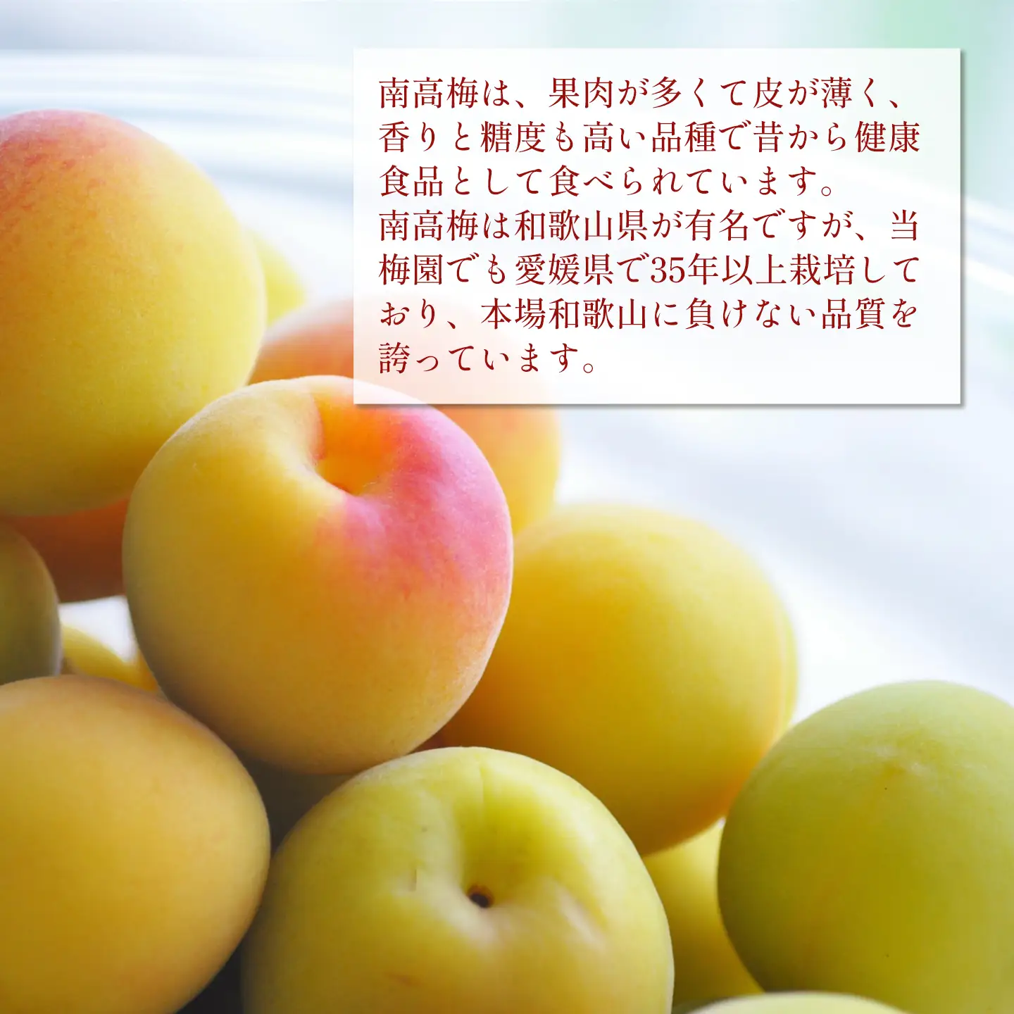 【2026年6月下旬以降発送】伊予南高梅(木成り完熟梅) 約5kg〈2L～4Lサイズ〉