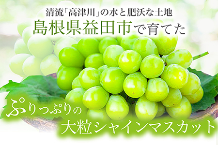 C-680 絶対鮮度！農家直送のシャインマスカット 3～4房（2kg以上）