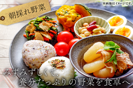 A-198 朝採れ地元  野菜おまかせセット